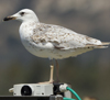 Larus armenicus
